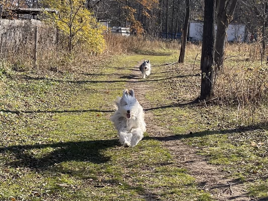 Waupaca County Dog Park photo 2